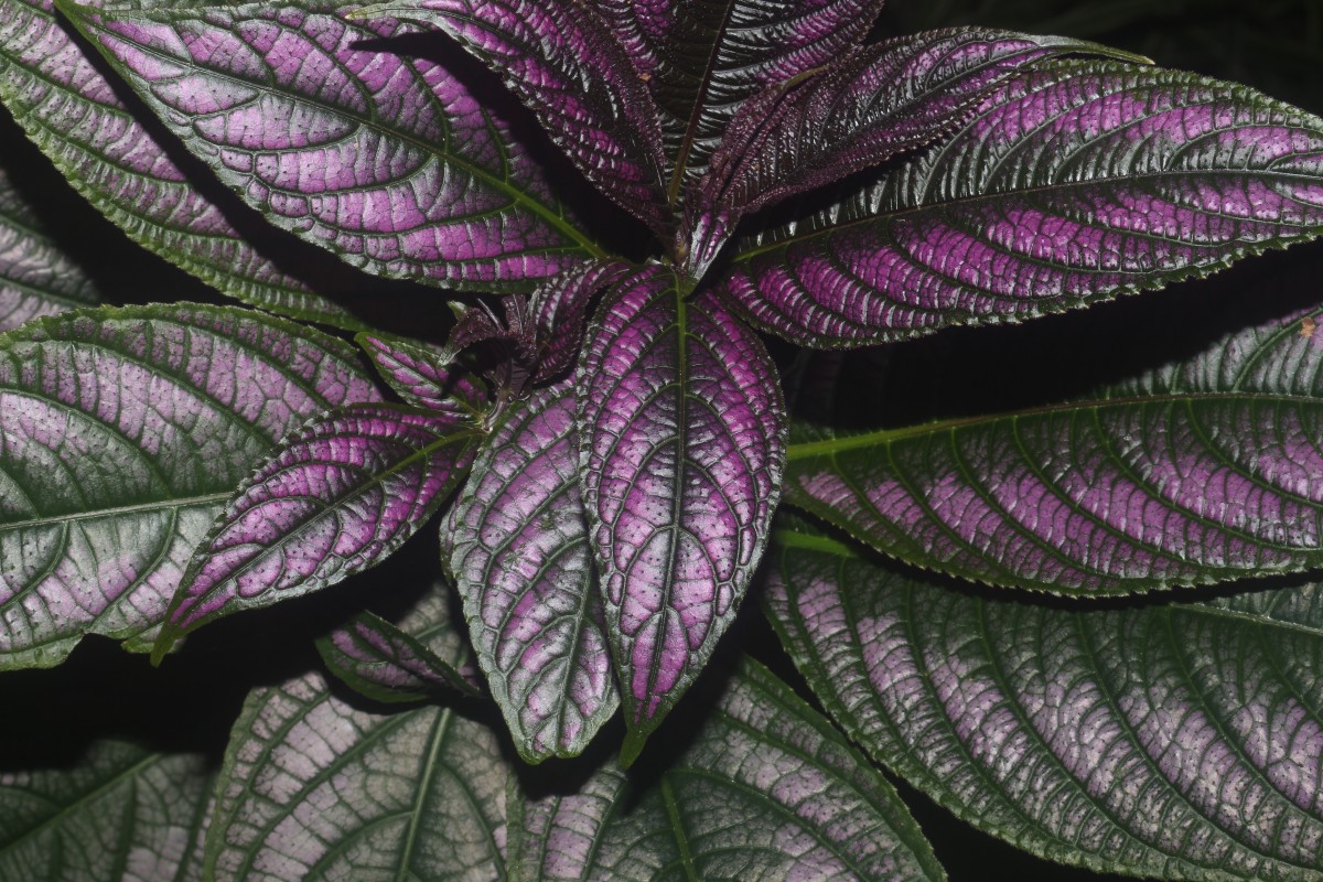 Strobilanthes auriculata var. dyeriana (Mast.) J.R.I.Wood